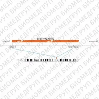 ДЛЯ КЛИЕНТОВ из США. SureFISH Chr2 CEP 448кб P20 GR. CEP 2, Номер копии, 20 тестов, FITC, Концентрат, Ручное использование