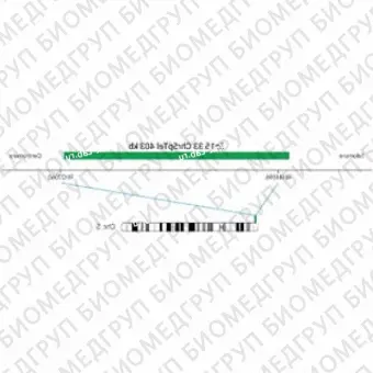 ДЛЯ КЛИЕНТОВ ЗА ПРЕДЕЛАМИ США. SureFISH 5p15.33 Chr5pTel 403kb P20 GR
