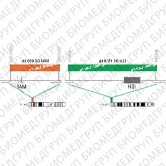ДЛЯ КЛИЕНТОВ из США. SureFISH 16q23.2 MAF DF 850кб P20 RD. MAF, Dual Fusion, 20 тестов, Cy3, концентрат, ручное использование