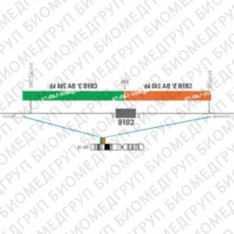 ДЛЯ КЛИЕНТОВ ЗА ПРЕДЕЛАМИ США. SureFISH 16q22.1 CBFB 5 BA 240kb P20 RD