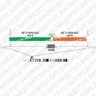 ДЛЯ КЛИЕНТОВ ЗА ПРЕДЕЛАМИ США. SureFISH 7q34 BRAF 5 BA 510kb P100 GR