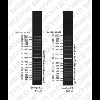 Маркер длин ДНК ,1 Kb Plus, 18 фрагментов от 100 п.н. до 15000 п.н., 0,5 мкг/мл, Thermo FS, 10787026, 1000 мкг