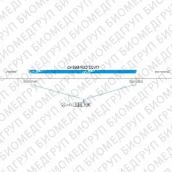 ДЛЯ КЛИЕНТОВ из США. SureFISH Chr22 CEP 668кб P20 BL. КЭП 22, Копийный номер, 20 тестов, Аква, Концентрат, Ручное использование