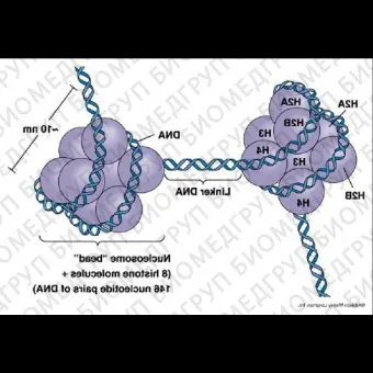 Набор DNMT3A Assay Kit, Abcam, ab11347096, 96 тестов