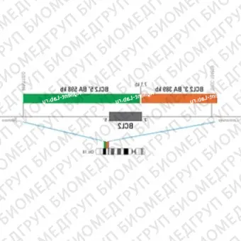 ДЛЯ КЛИЕНТОВ из США. SureFISH 18q21 BCL2 5146 BA 598кб P20 GR. BCL2, Break Apart, 20 тестов, FITC, Концентрат, Ручное использование