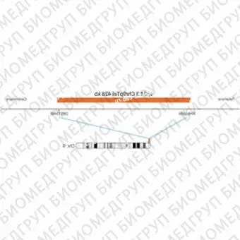 ДЛЯ КЛИЕНТОВ ЗА ПРЕДЕЛАМИ США. SureFISH 9p24.3 Chr9pTel 428kb P20 RD