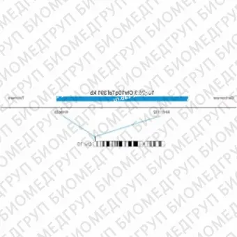 ДЛЯ КЛИЕНТОВ ЗА ПРЕДЕЛАМИ США. SureFISH 10q26.3 Chr10qTel 391kb P20 BL