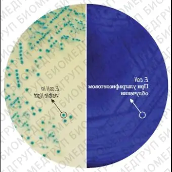 Агар HiCrome ECD для обнаружения E. coli 500 г ФСЗ 2009/03705
