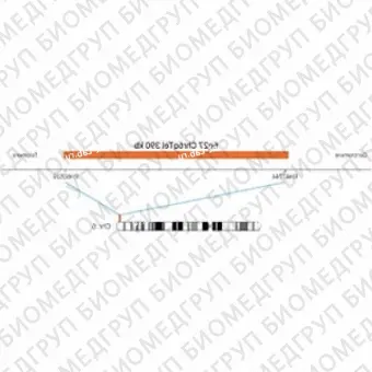 ДЛЯ КЛИЕНТОВ ЗА ПРЕДЕЛАМИ США. SureFISH 6q27 Chr6qTel 390kb P20 RD