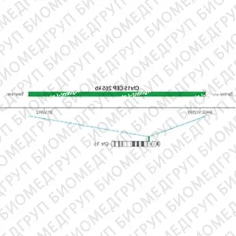 ДЛЯ КЛИЕНТОВ из США. SureFISH Chr15 CEP 265кб P20 GR. CEP 15, номер копии, 20 тестов, FITC, концентрат, ручное использование