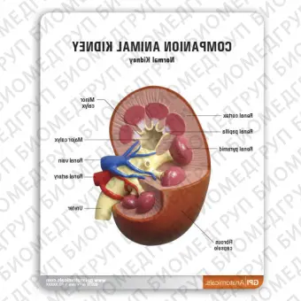 Анатомическая модель почки 9210