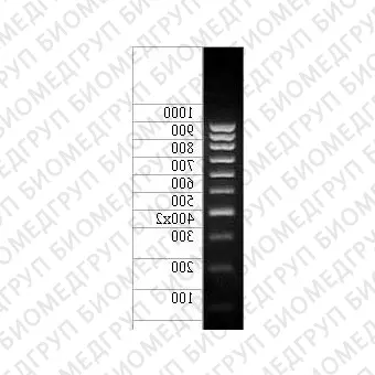 ДНКмаркер 1000/10C, 10 фрагментов от 100 до 1000 п.н. 4002х концентрат 0,5 мг/мл, Диаэм, 1906.0250, 250 мкг