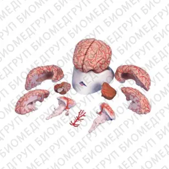 Модель мозга с артериями, 9 частей