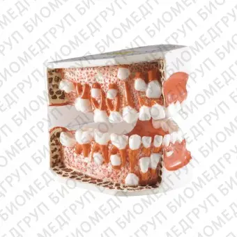 TOOTH MODEL DTYPE  модель, демонстрирующая прорезывание зубов