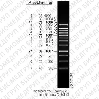Маркер длин ДНК GeneRuler 1 kb, 14 фрагментов от 250 до 10000 п.н., готовый к применению, 0,5 мкг/мкл, Thermo FS, SM0314, 50 мкг