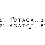 Эндонуклеаза рестрикции XbaI, 20 000 ед/мл, New England Biolabs, R0145 L, 15 000 единиц