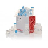 Набор JetQuick Blood and Cell Culture DNA Maxiprep Kit, Thermo FS, A30706, 50 выделений