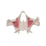 E36 точная анатомическая модель верхней челюсти для практики скуловых имплантов