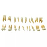 EK4T комплект из 20 сменных детских зубов для фантомной челюсти