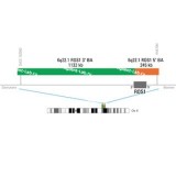 ДЛЯ КЛИЕНТОВ ЗА ПРЕДЕЛАМИ США. SureFISH 6q22.1 ROS1 5' BA 245kb P20 RD