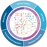 Панель nCounter Metabolic Pathways